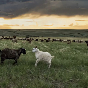 《隔壁人妻》苍井空
